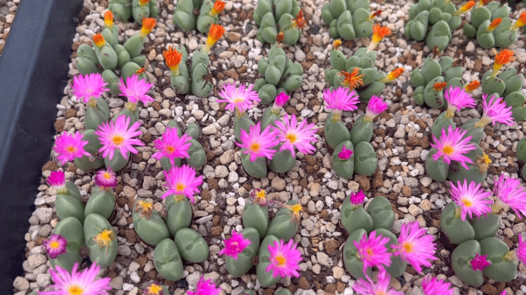 Conophytum entretien