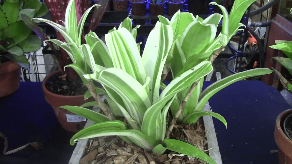 Culture Billbergia