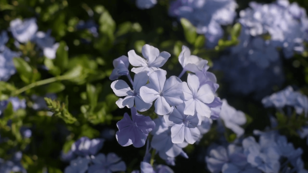 Culture Plumbago