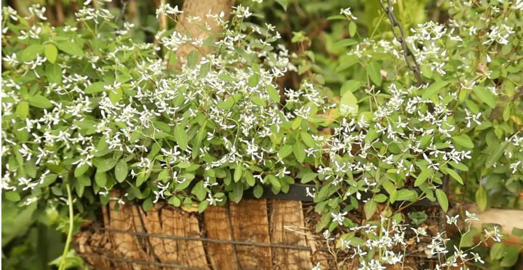 Euphorbia Hypericifolia Diamond Frost
