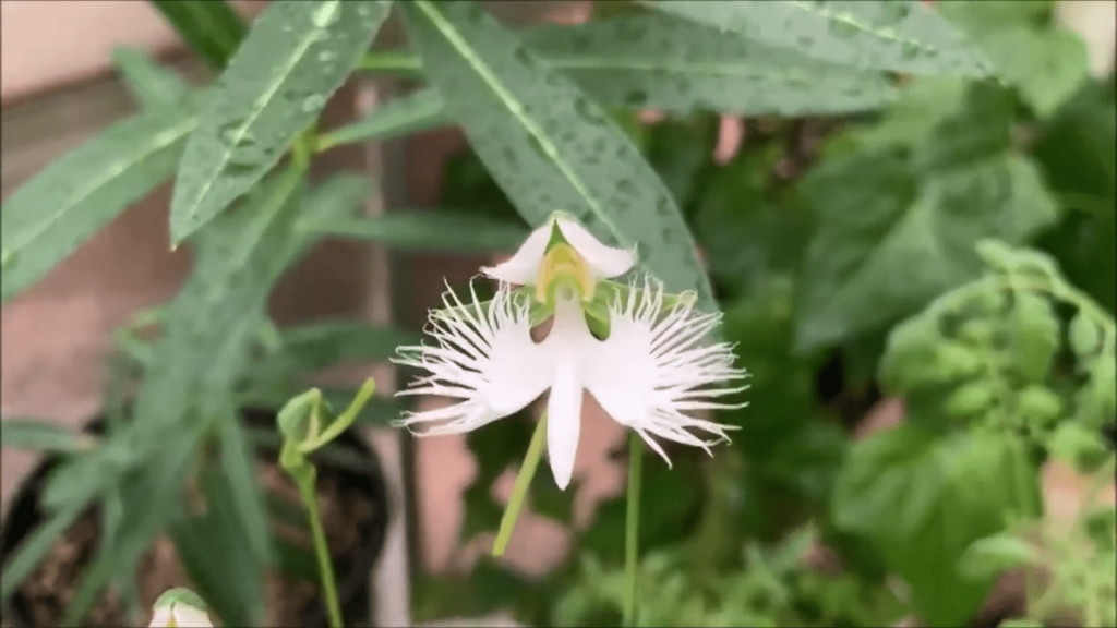 Habenaria radiata