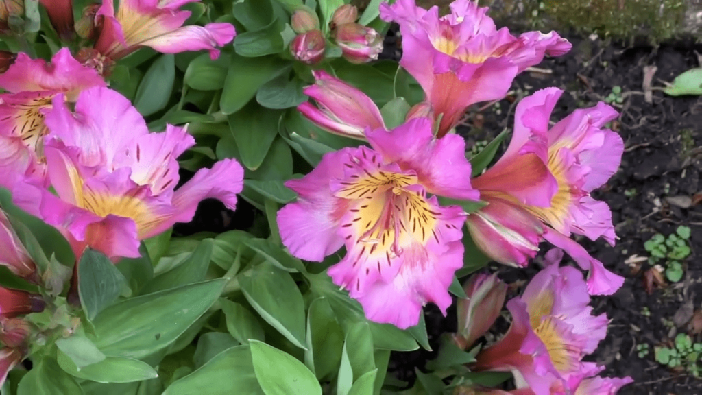 LIS DES INCAS (ALSTROEMERIA)