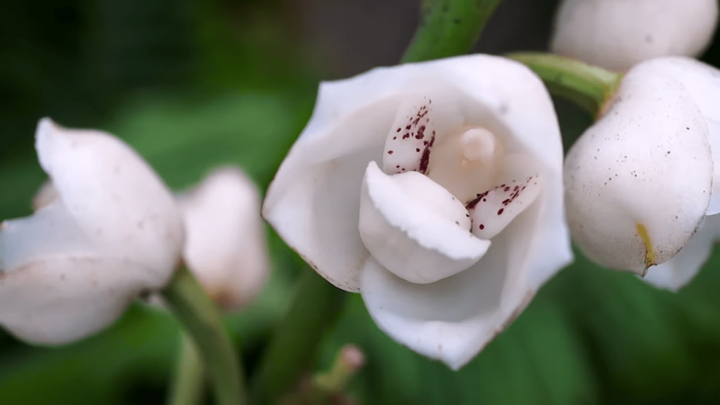 Peristeria elata