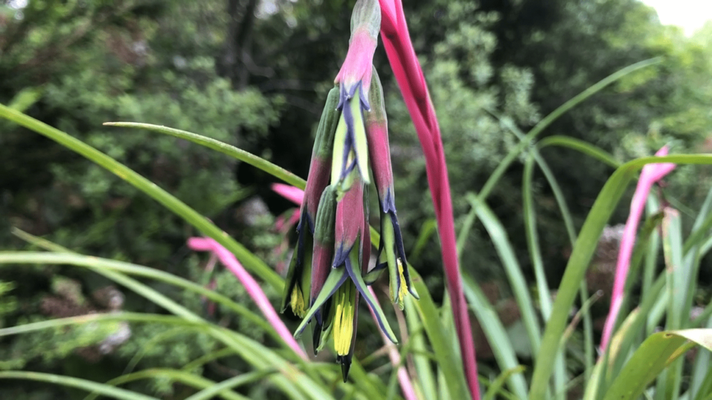 Planter Billbergia