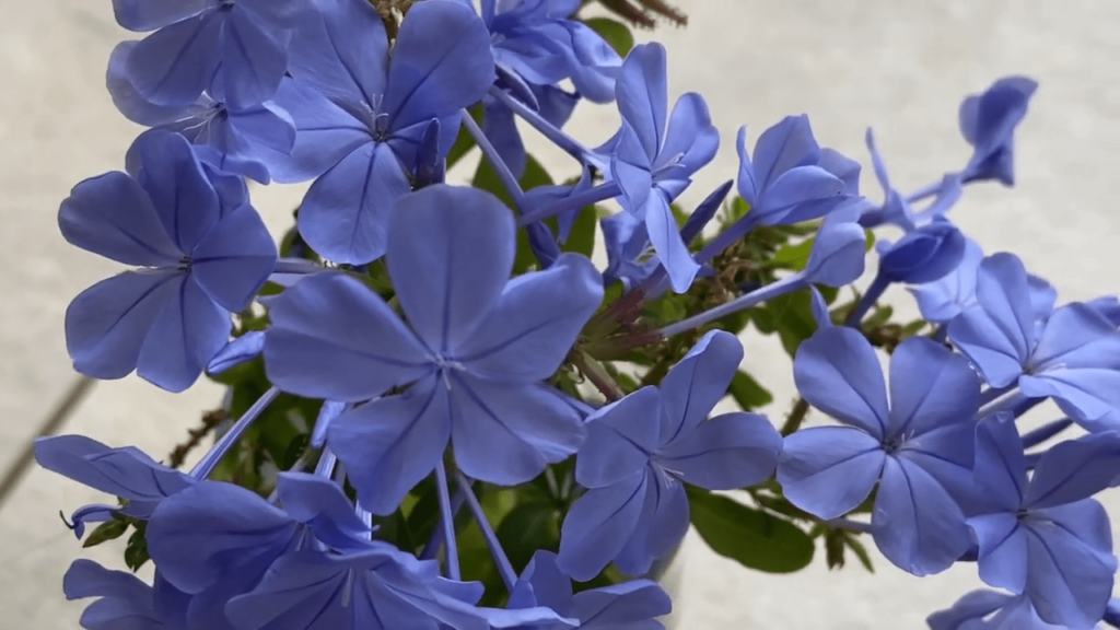 Plumbago