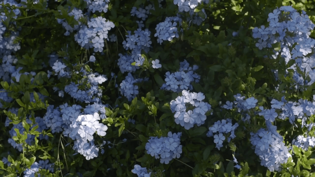 Plumbago culture