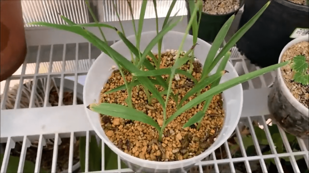 Tubercule Habenaria radiata
