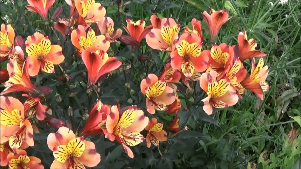 alstroemeria lys incas
