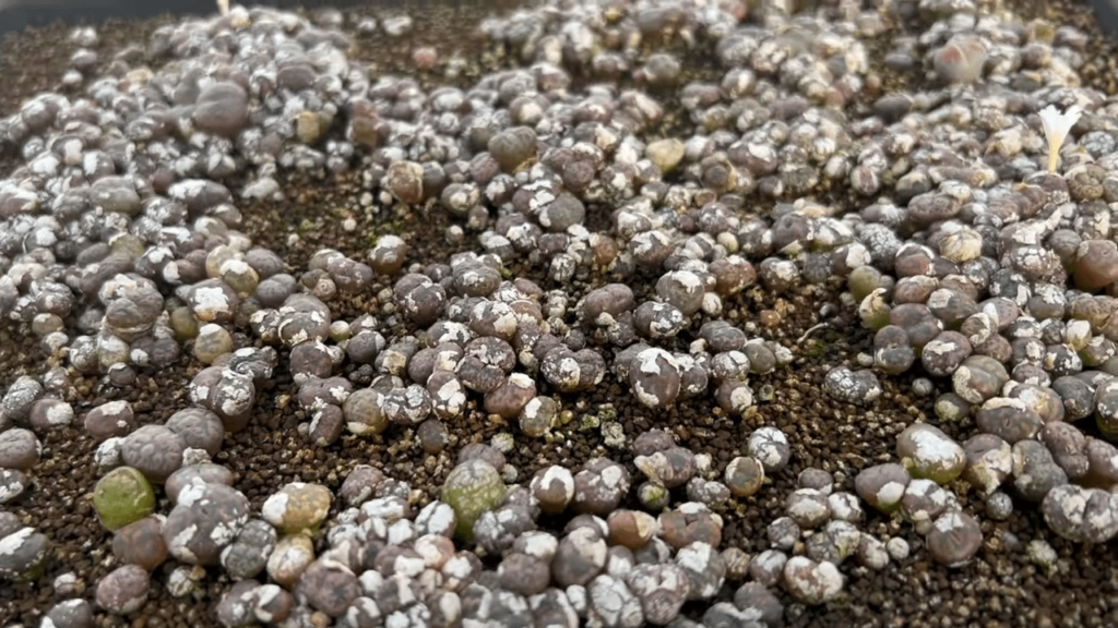 culture du Conophytum