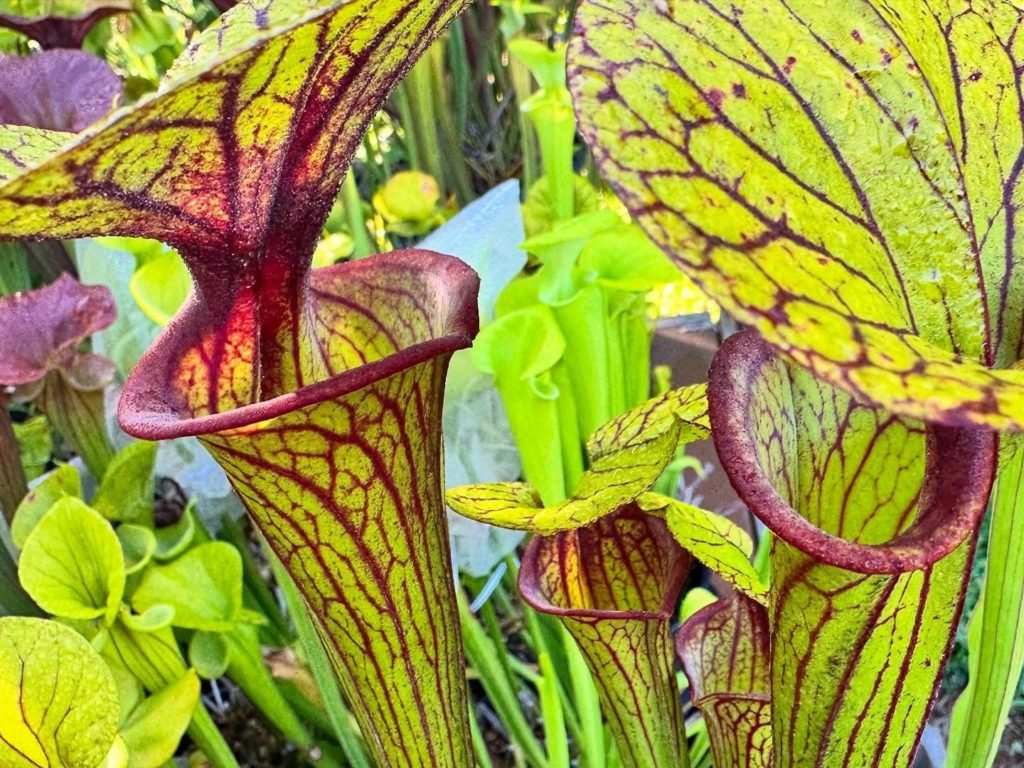 Cultiver les Sarracenia
