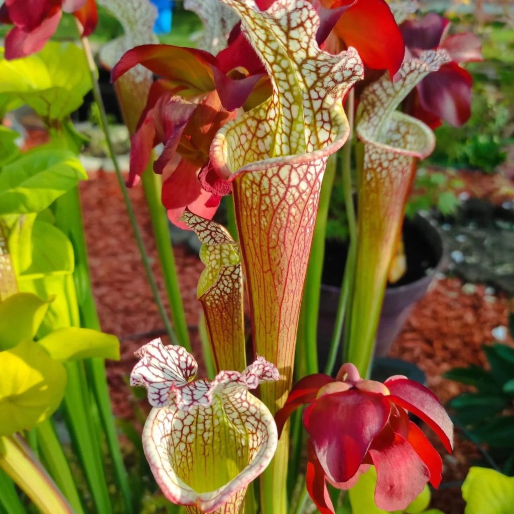 Culture Sarracenia