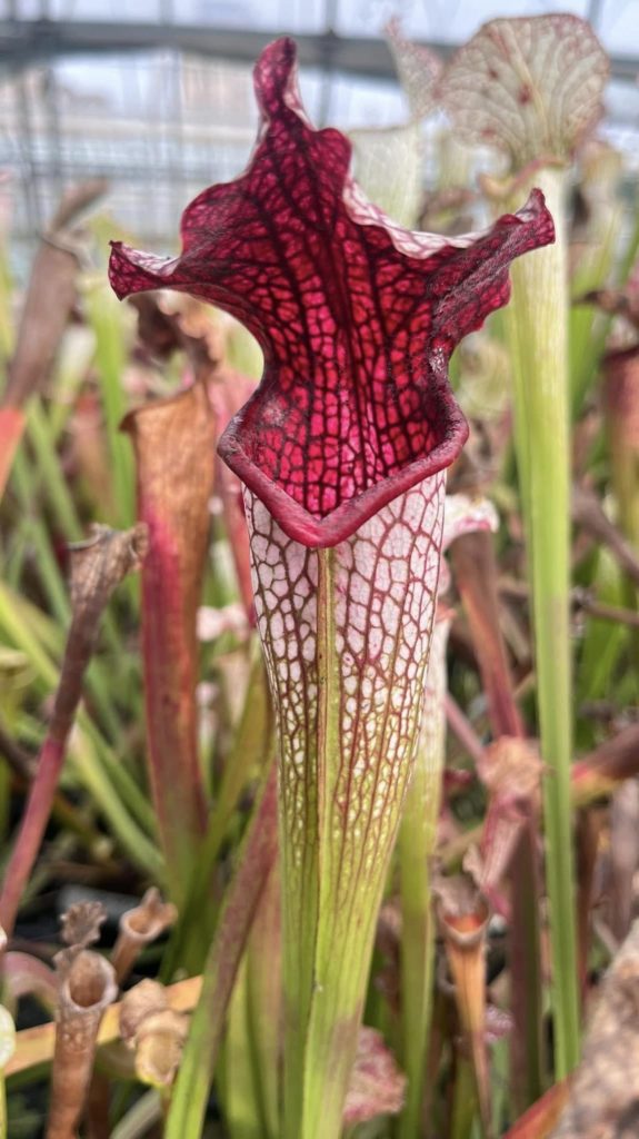 Entretien Sarracenia