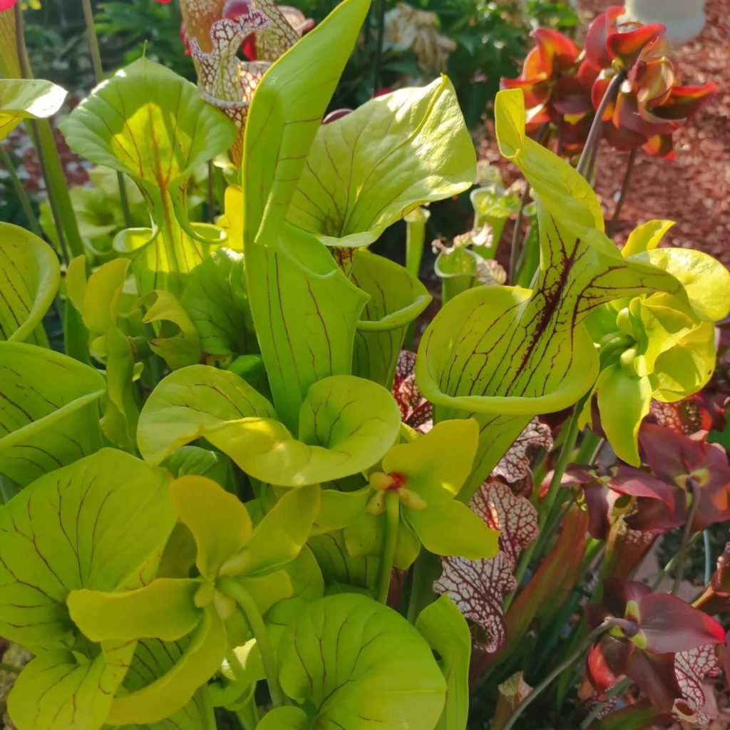 Planter Sarracenia